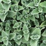 Catmint: Featured Plant of the Month