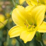 Daylily: Featured Plant of the Month