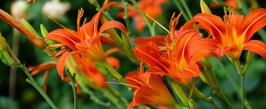 Orange Daylily Flowers