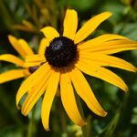 Black-Eyed Susans: Featured Plant of the Month