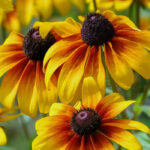 Black-Eyed Susans: Featured Plant of the Month