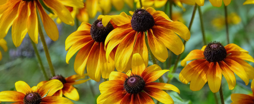 Black-Eyed Susans: Our Featured Plant of the Month! : Benjamin Lawn & Landscape