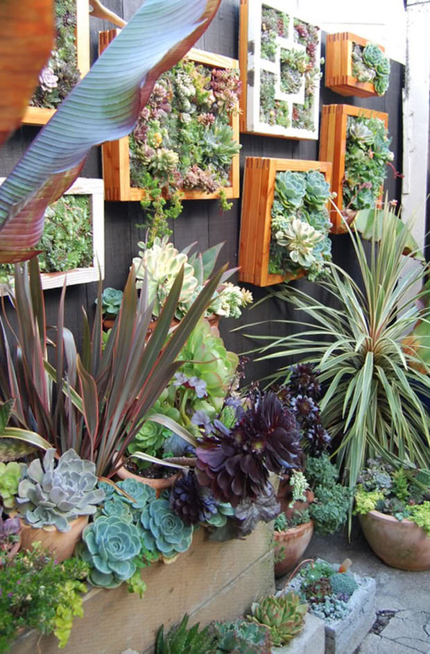 succulent vertical garden wall
