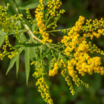 Goldenrod: Featured Plant of the Month