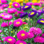 Asters: Featured Plant of the Month