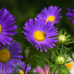 Asters: Featured Plant of the Month