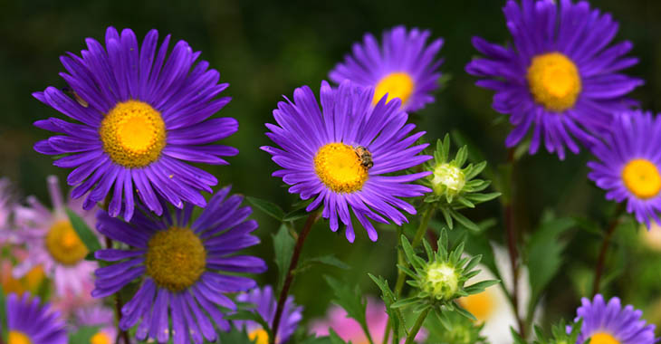 Purple Aster Flower