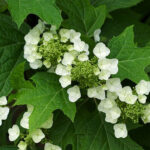 Oakleaf Hydrangea: Featured Plant of the Month