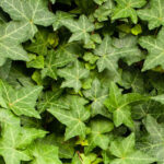 English Ivy: Featured Plant of the Month