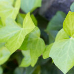 English Ivy: Featured Plant of the Month