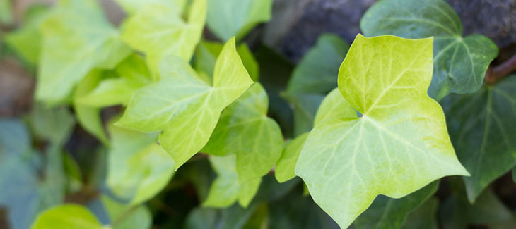 Green English Ivy Leaves