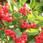 Firethorn: Featured Plant of the Month