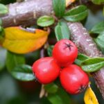 Firethorn: Featured Plant of the Month
