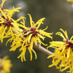 Witch Hazel: Featured Plant of the Month