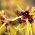 Witch Hazel: Featured Plant of the Month