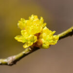 Spicebush: Featured Plant of the Month
