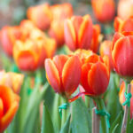 Tulips: Featured Plant of the Month