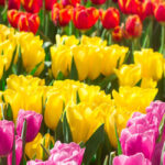 Tulips: Featured Plant of the Month