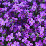 Creeping Phlox: Featured Plant of the Month