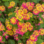 Lantana: Featured Plant of the Month