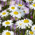 Shasta Daisies: July Plant of the Month