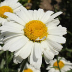 Shasta Daisies: July Plant of the Month