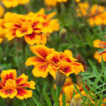 Marigolds: August Plant of the Month